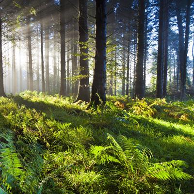凤凰彩票手机app下载